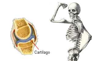 Imagen ilustrativa del artículo Nutrición para tener Huesos y Cartílagos Sanos 